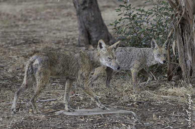 mangey coyote